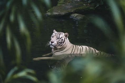  O Tigre Branco: Uma Jornada Inolvidável ao Coração da História Chinesa!